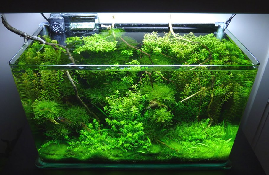 Криптокорина парва содержание