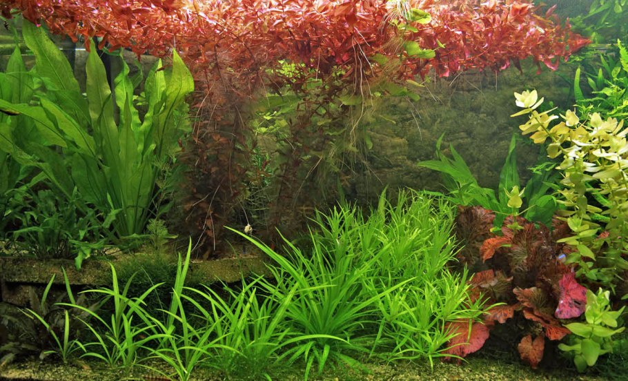 Ротала макрандра