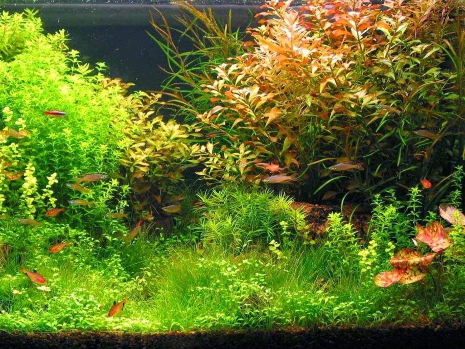 Криптокорина лагенандра