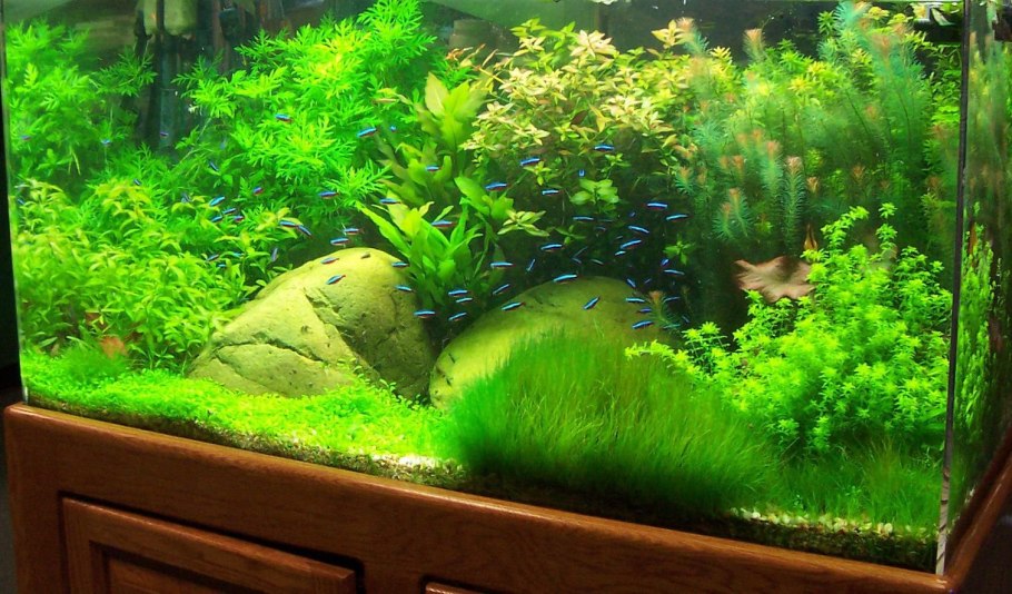 Акваскейп с гурами