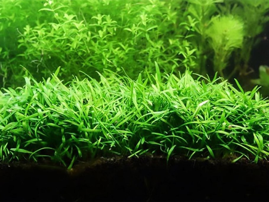 Акваскейп ручей