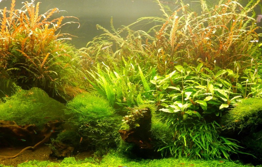 Эхинодорус Блехера