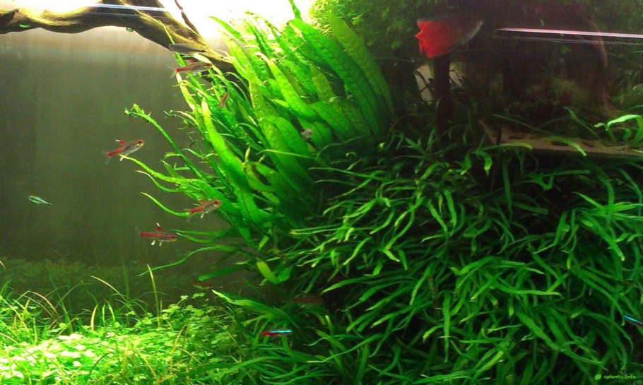 Травник аквариум акваскейп
