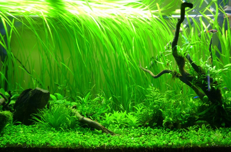 Ротала Индика Rotala Indica