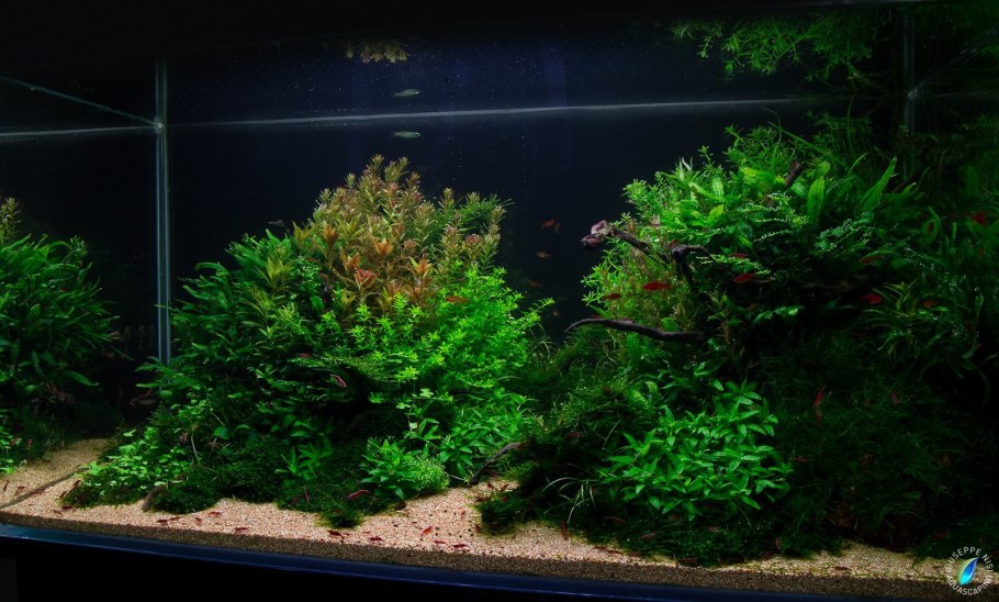 Фон для аквариума зеленый