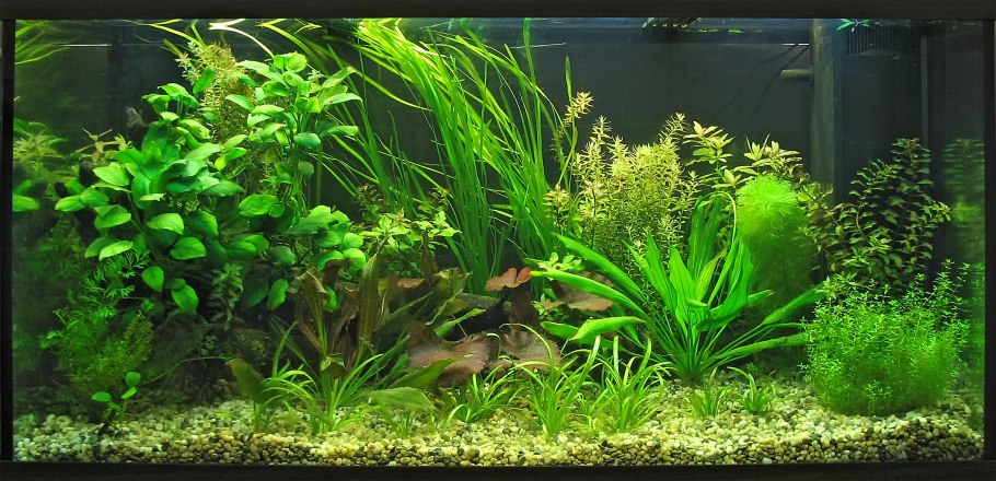 Акваскейп креветочник