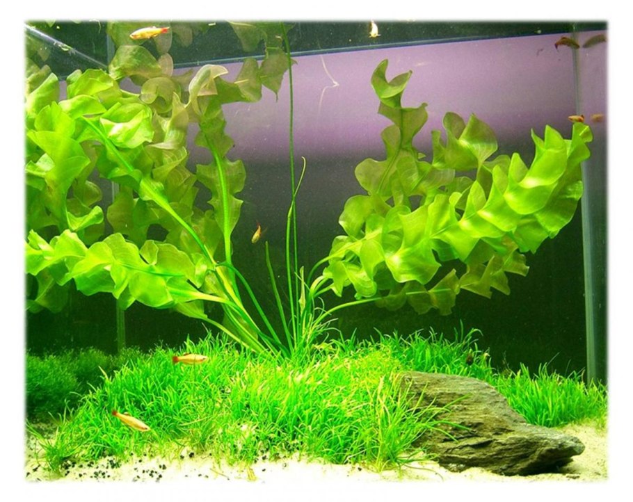 Мох Виллоу (Willow Moss)