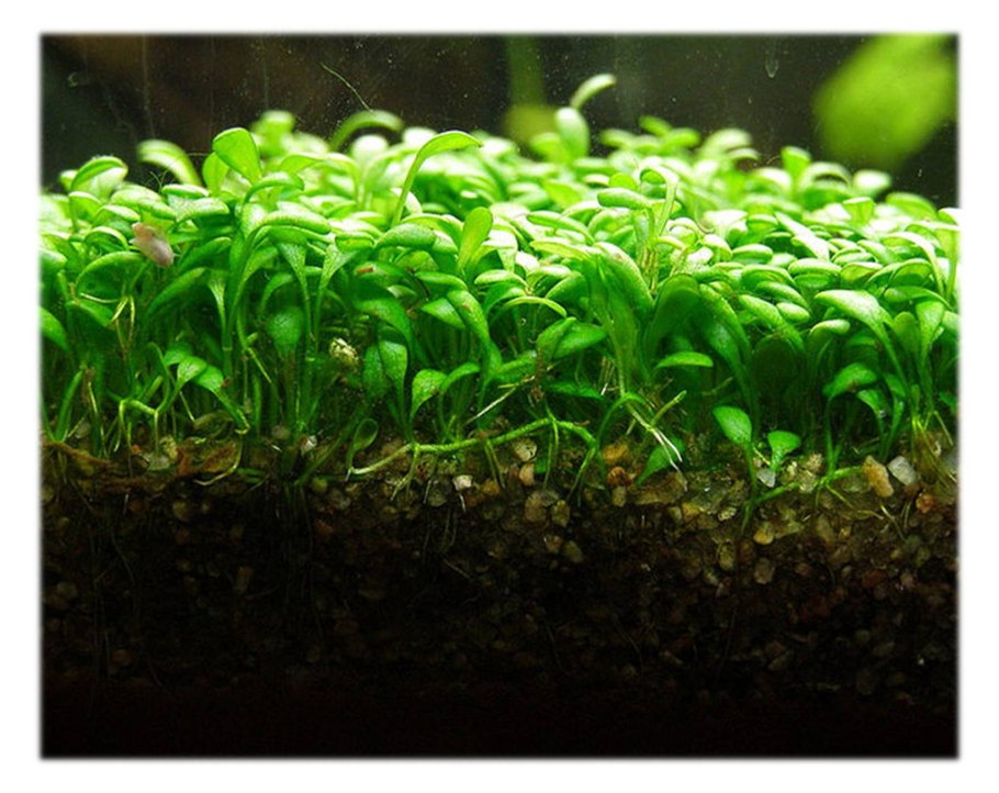 Обои аквариум