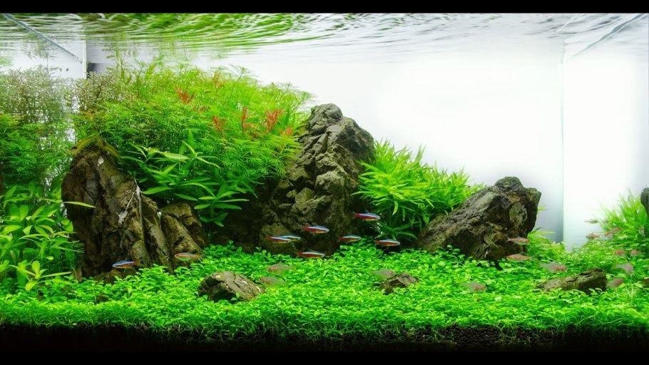 Травник аквариум акваскейп