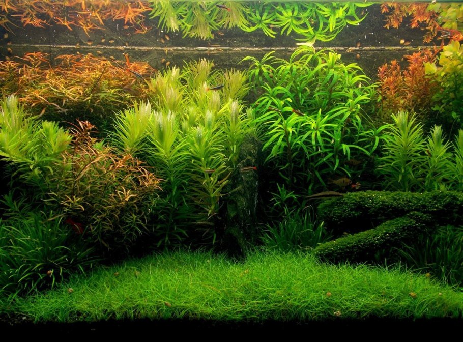 Акваскейп с валиснерией