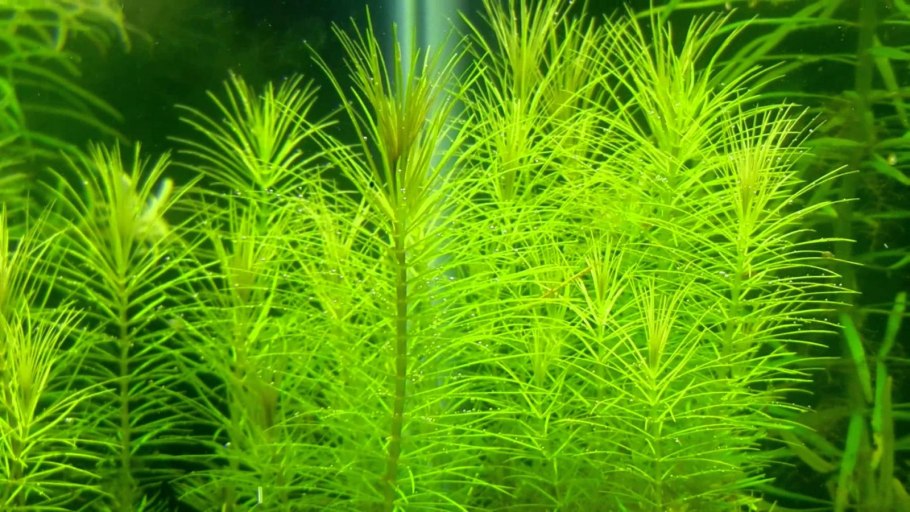 Креветочник биотоп