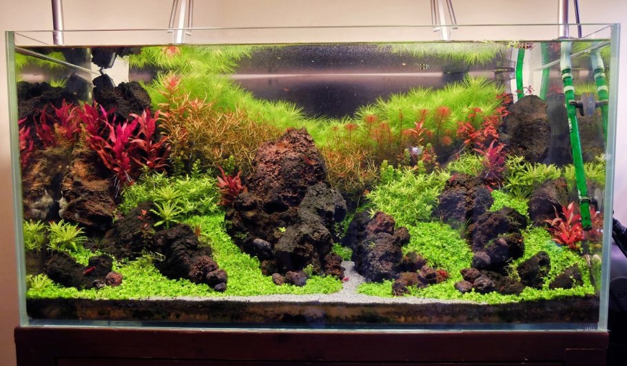 Аквариумные растения