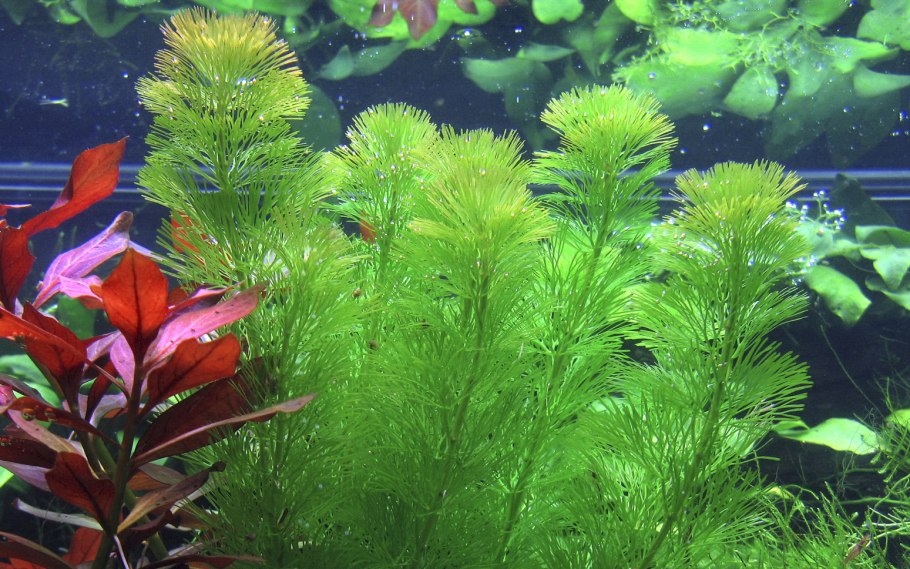 Глоссостигма повойничковая