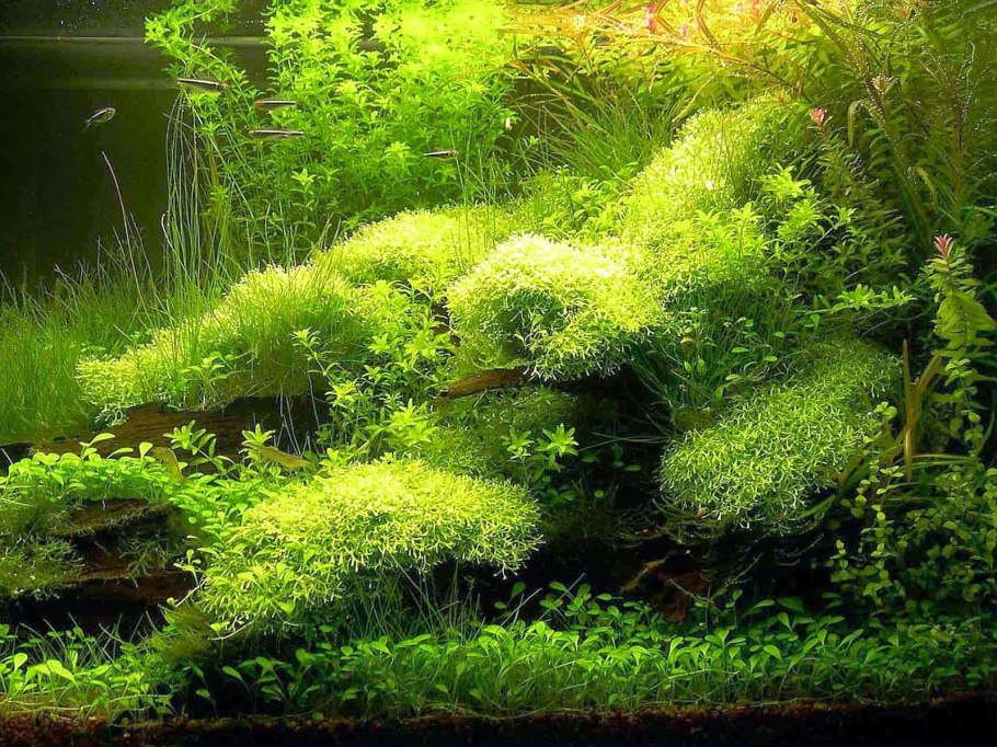 Кабомба Акватика