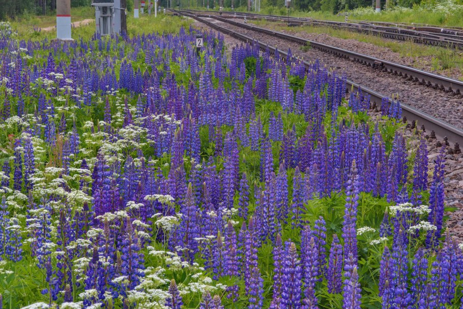 Шалфей Дубравный (Nepeta faassenii)