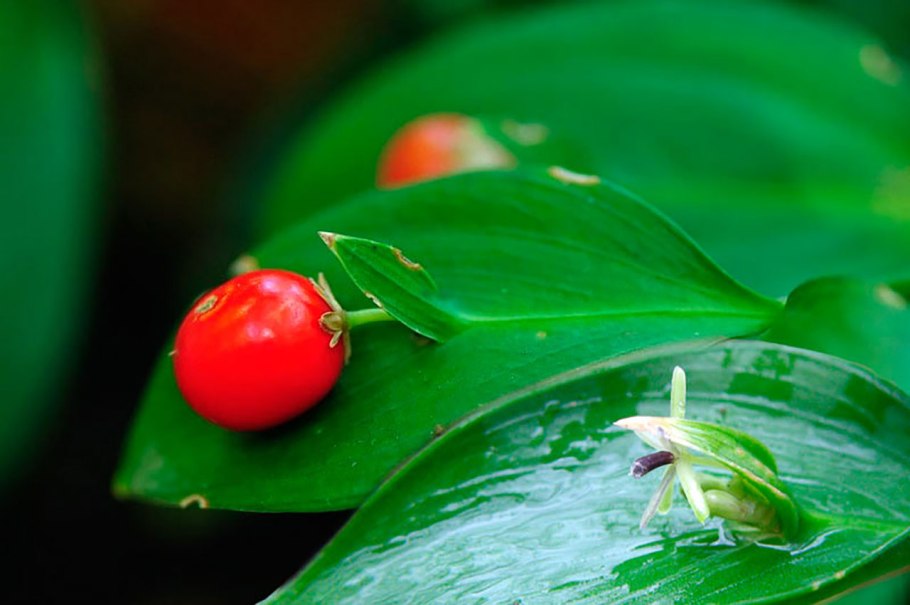 Иглица Колхидская