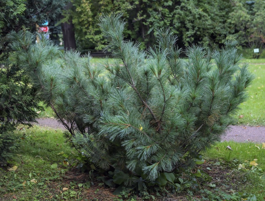 Сосны Тамбовской области