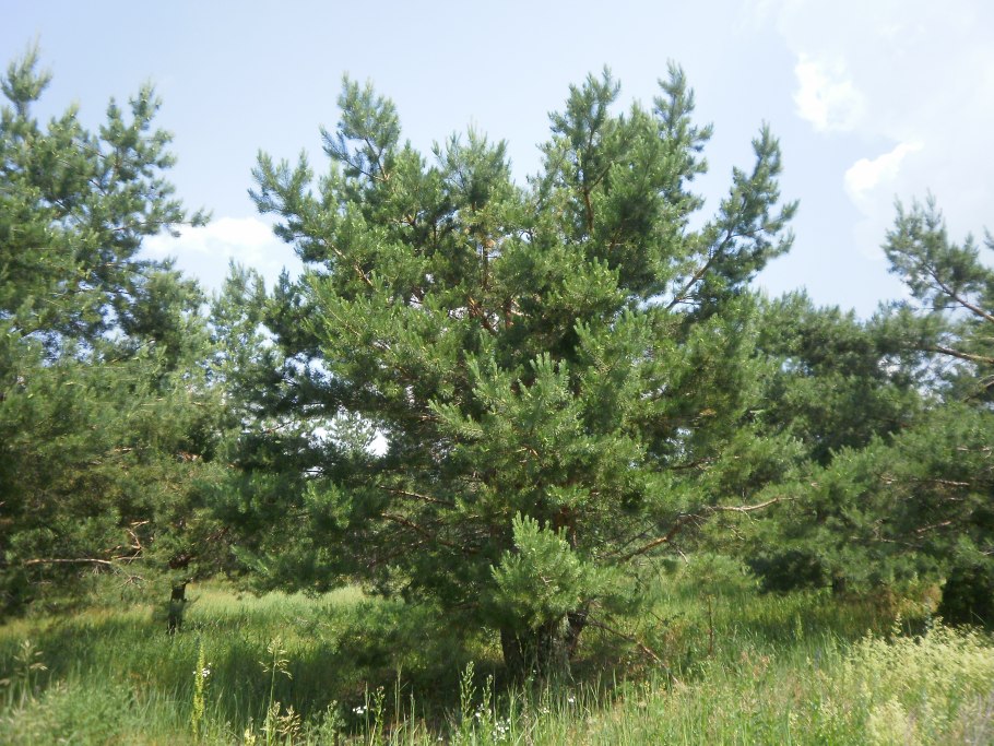 Саженец сосны (Pinus Sylvestris)