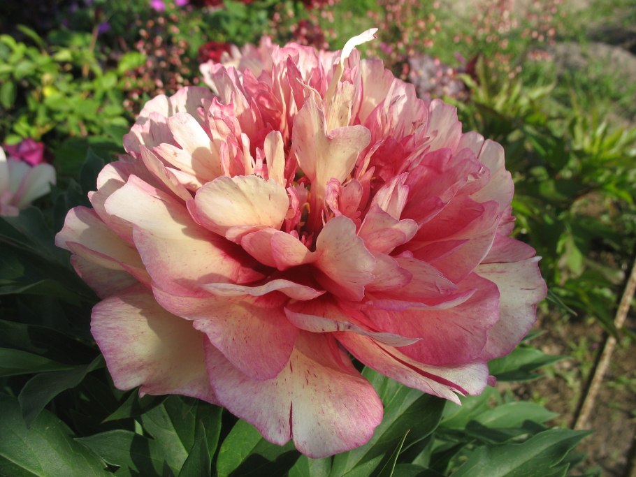 Пион Джулия Роуз