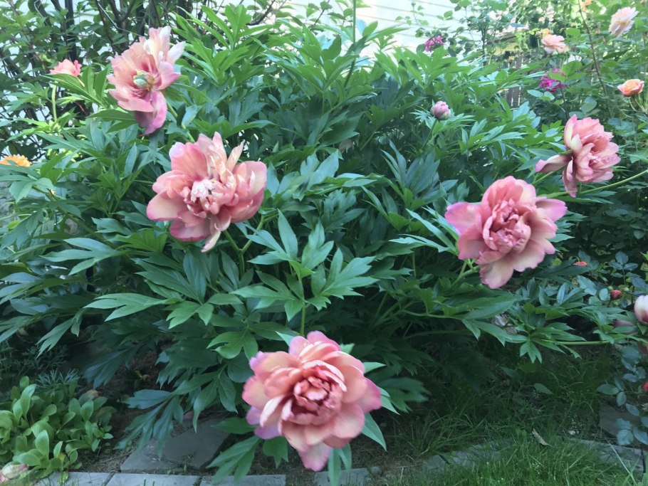 Пион Джулия Роуз