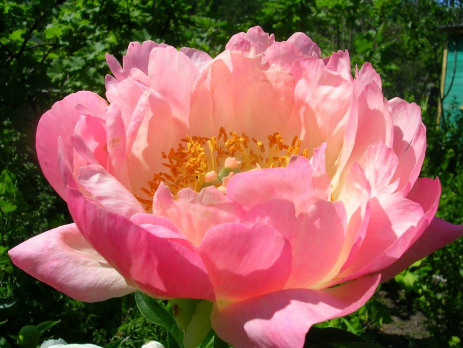 Пион корал суприм