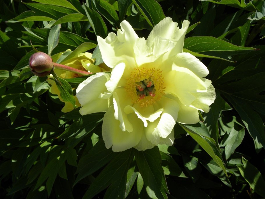 Пион Ито-гибрид Джулия Роуз