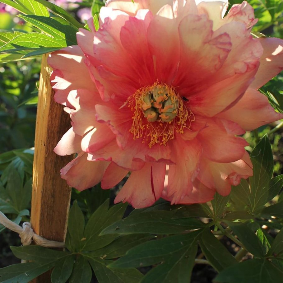 Пион Юлия Роуз