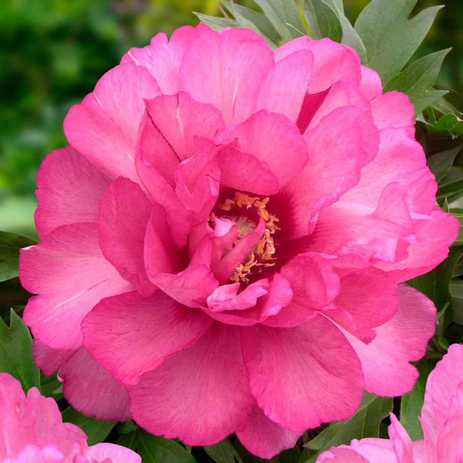 Пион Ито Лоллипоп (Ито)