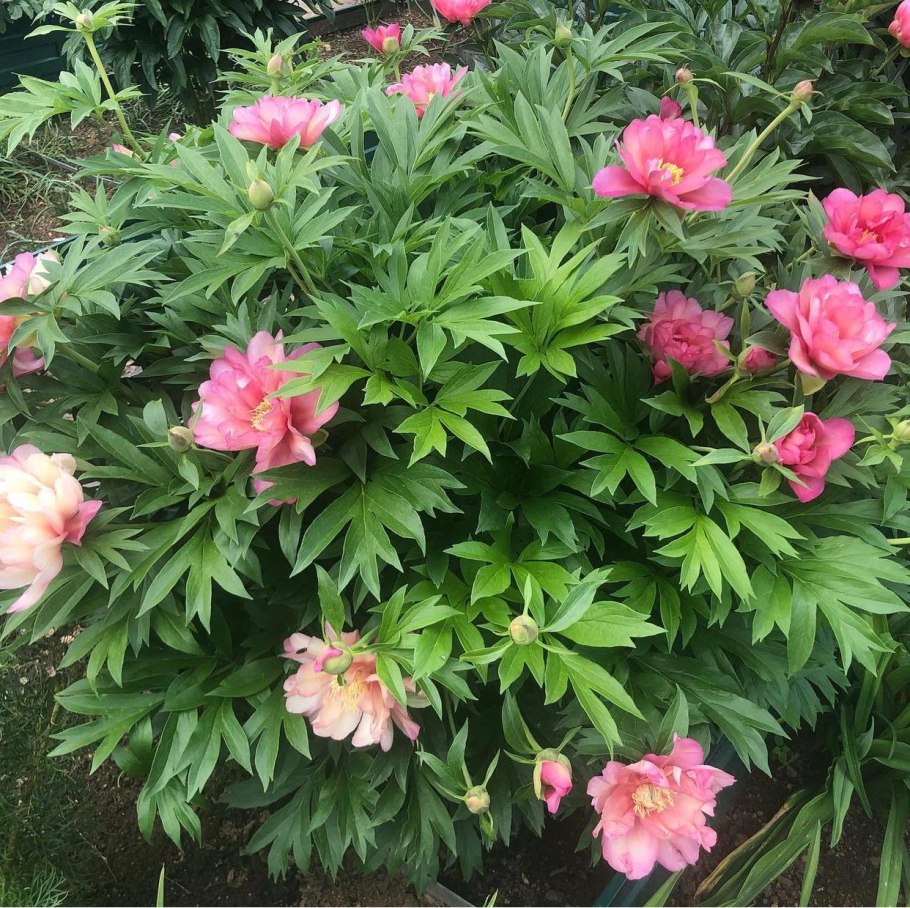 Пион Itoh Magical Mystery Tour