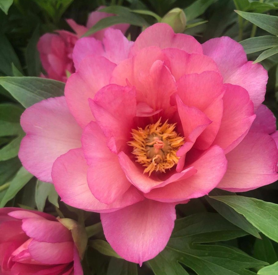 Пион Ито-гибрид Джулия Роуз