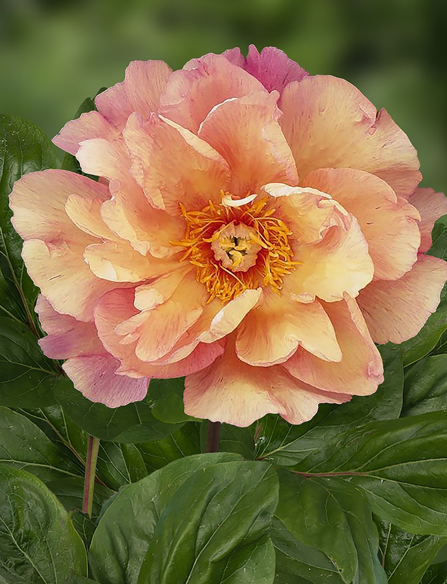 Пион Юлия Роуз