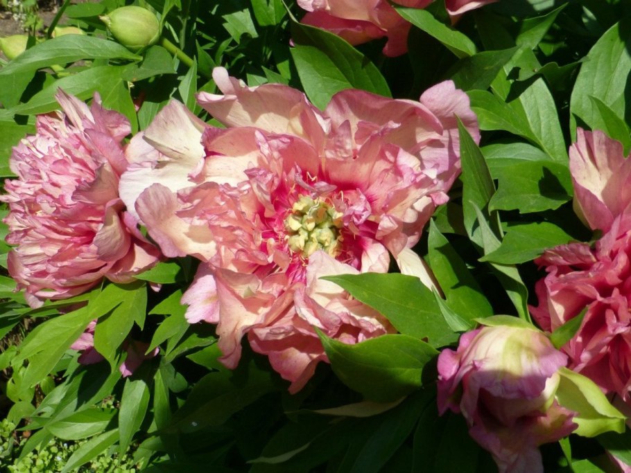 Пион Julia Rose (Джулия Роуз)