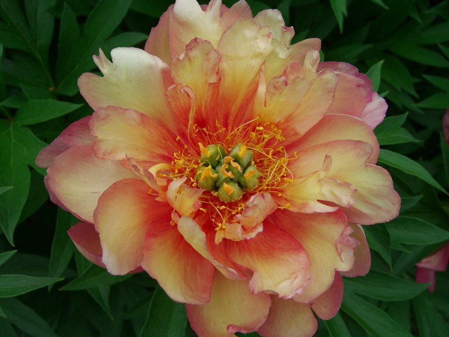 Пион Ито-гибрид Джулия Роуз