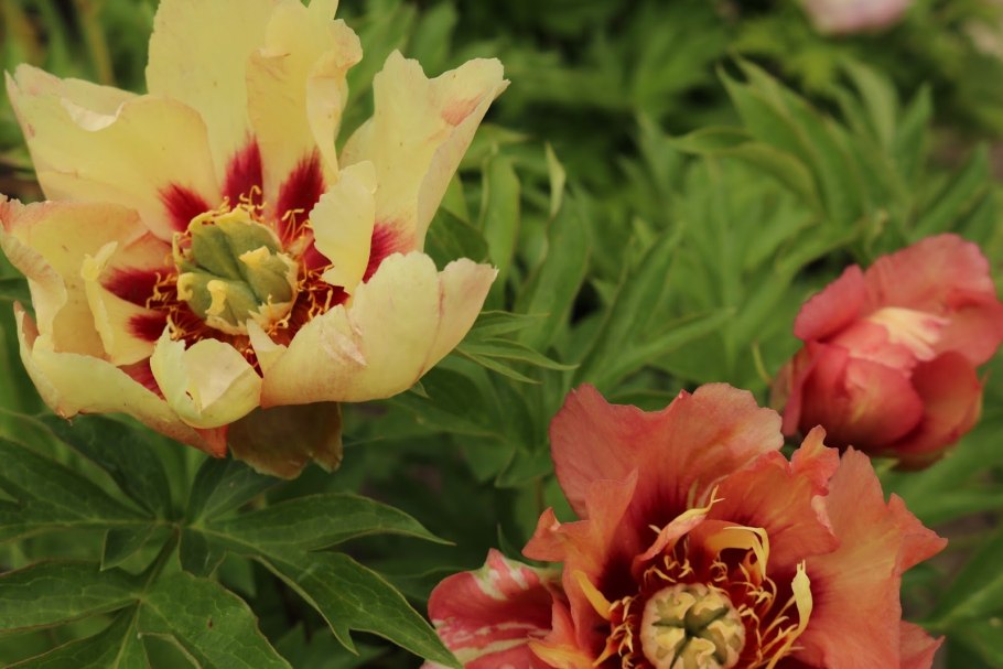 Пион Itoh Julia Rose