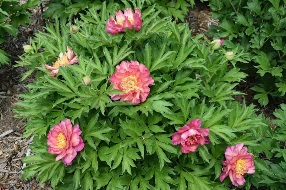 Пион Julia Rose (Джулия Роуз)