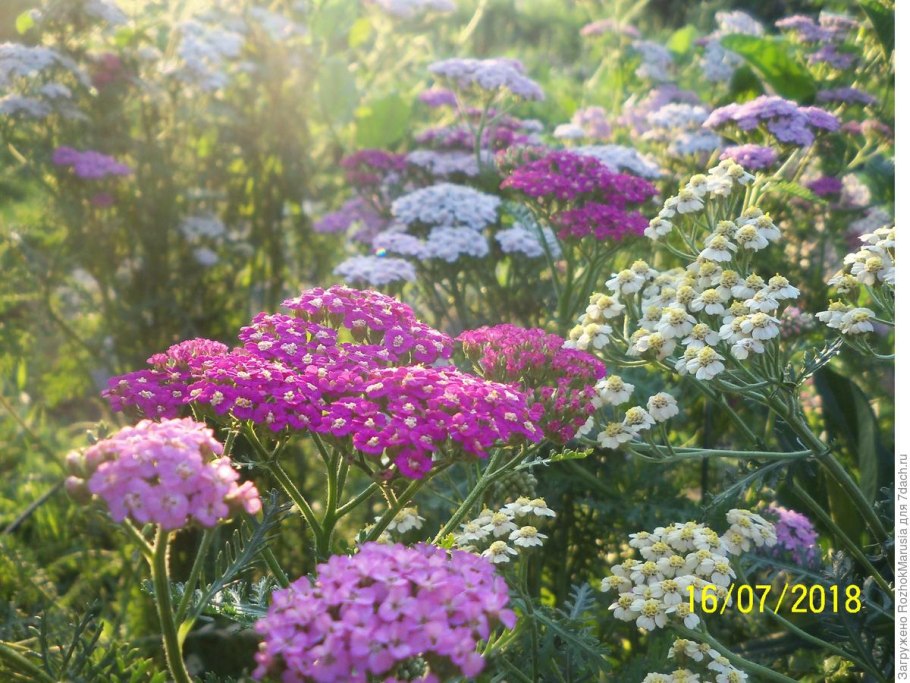 Ахиллея Миллефолиум