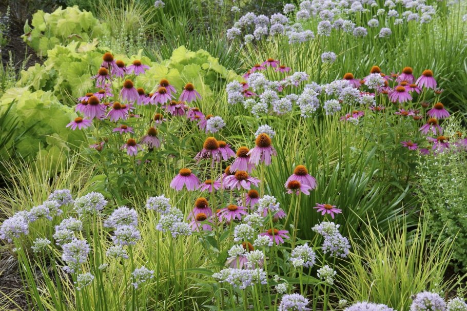 Тысячелистник Экселент