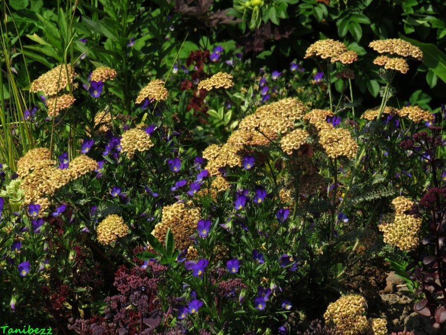 Тысячелистник на клумбе