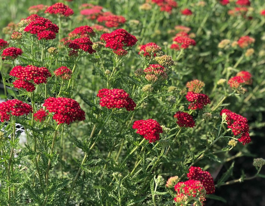 Тысячелистник Achillea "Diadem"