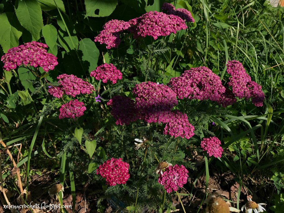 Тысячелистник Вишневая Королева в ландшафтном дизайне