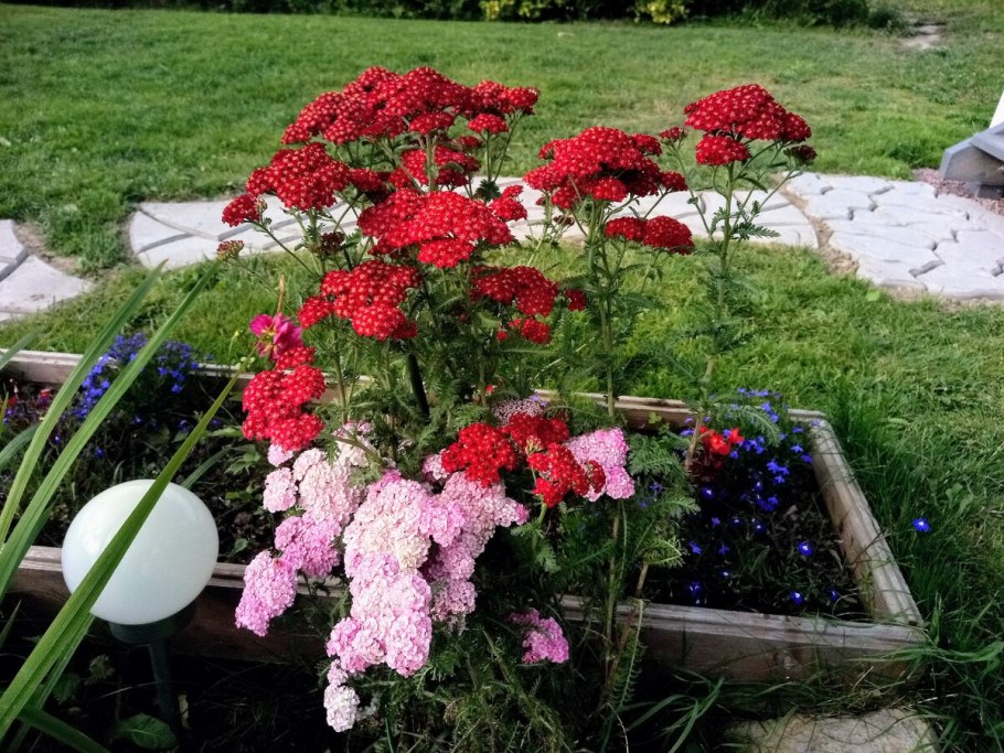 Тысячелистник Экселент