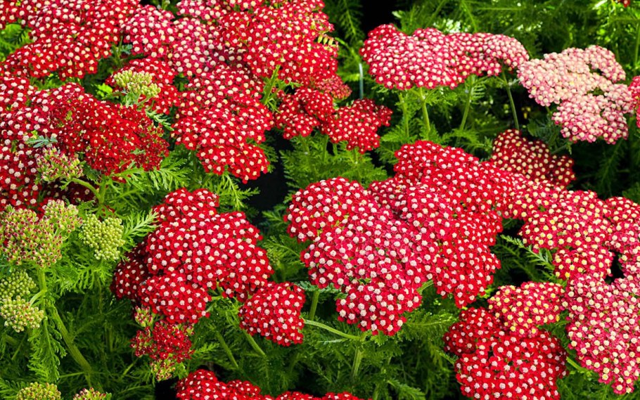 Тысячелистник Ахиллея