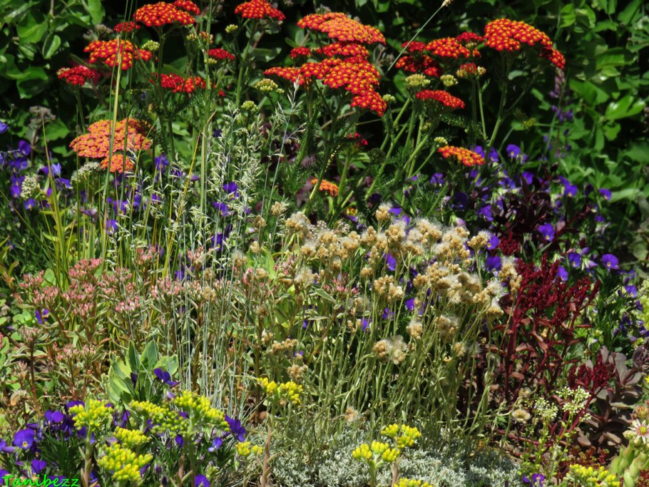 Тысячелистник обыкновенный на клумбе