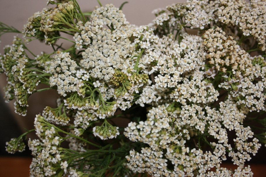 Тысячелистник Мэдисон