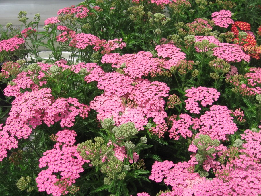 Тысячелистник millefolium paprika