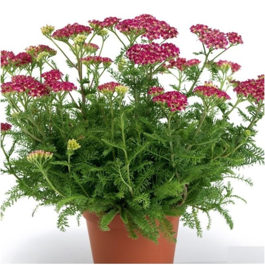 Золотарник Жозефина