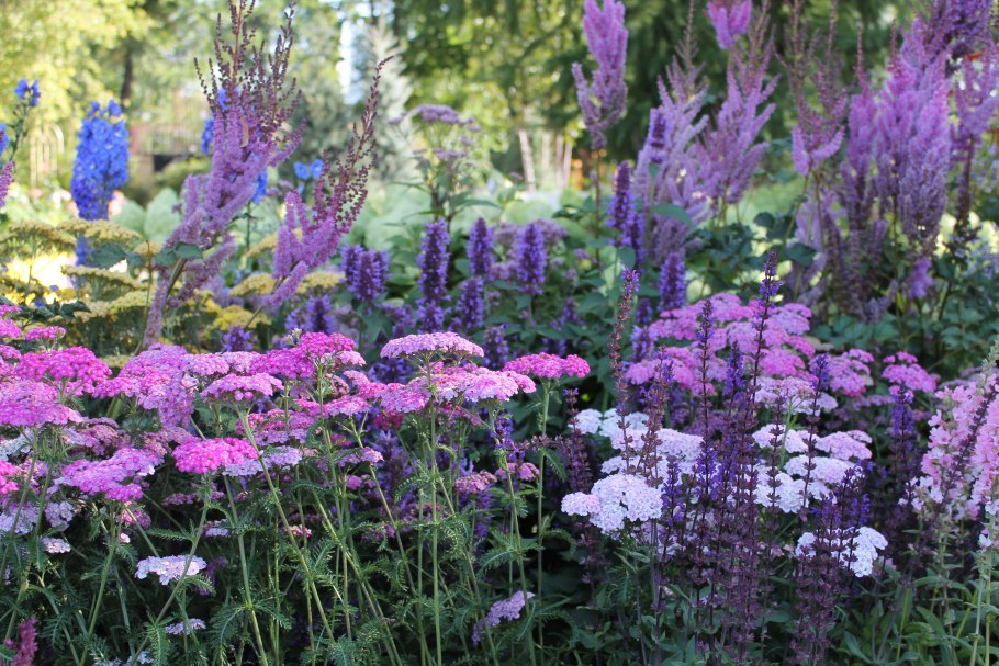 Тысячелистник Achillea paprika