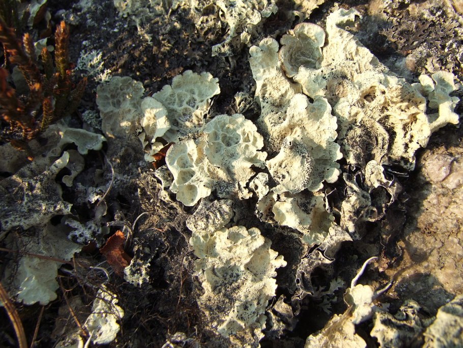 Лишайник обыкновенный