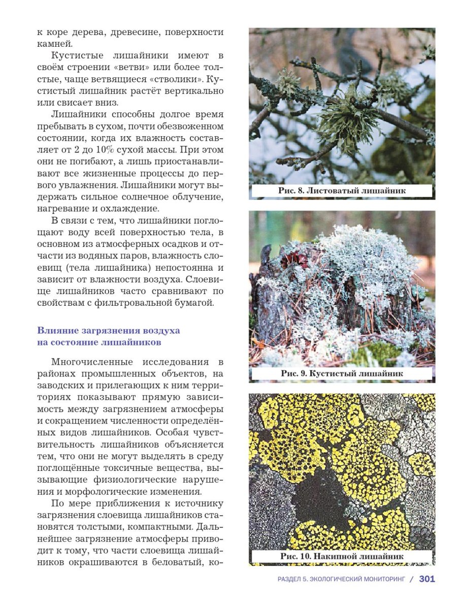 Ризокарпон географический лишайник