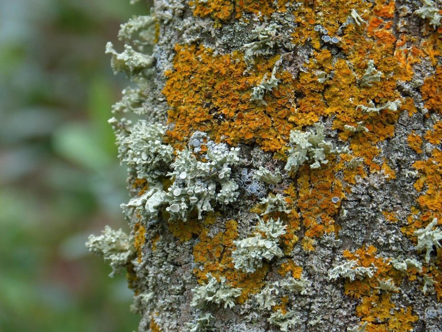 Пармелия грубоморщинистая (Parmelia ryssolea)